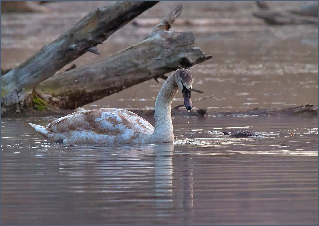 *Jungschwan*