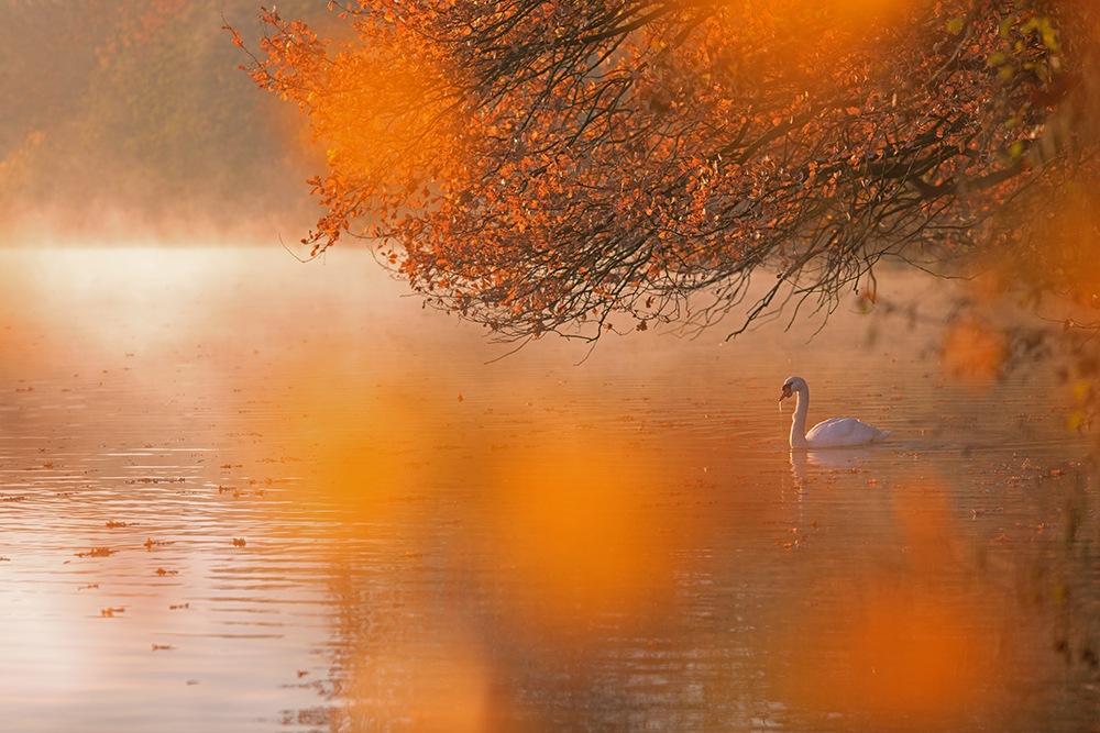 Herbst