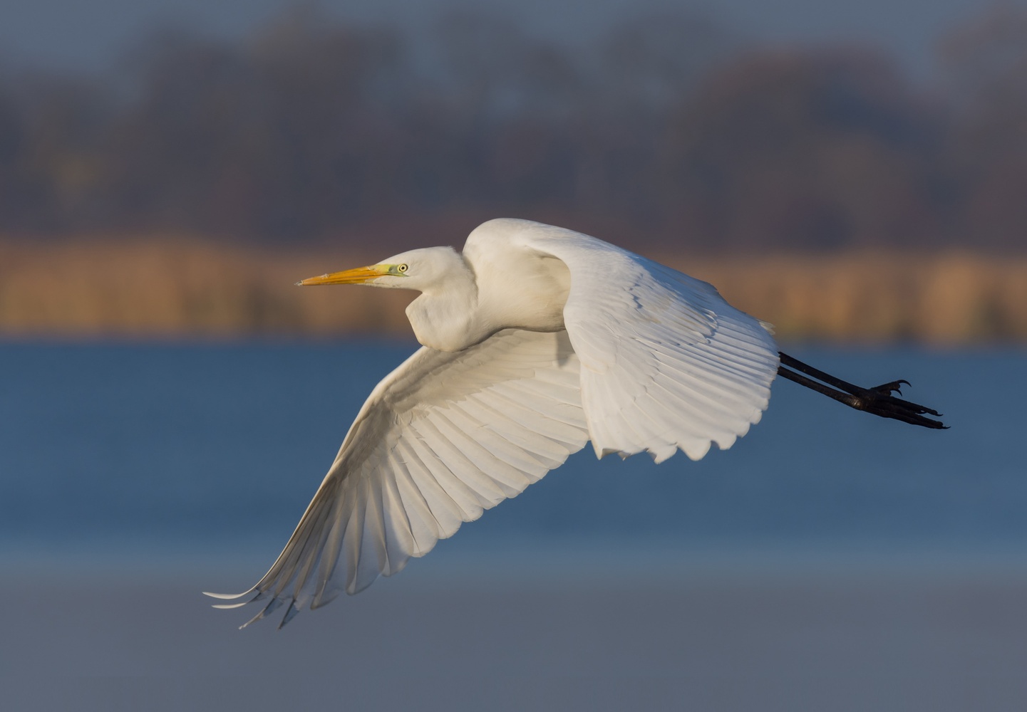 Silberreiher (Ardea alba)