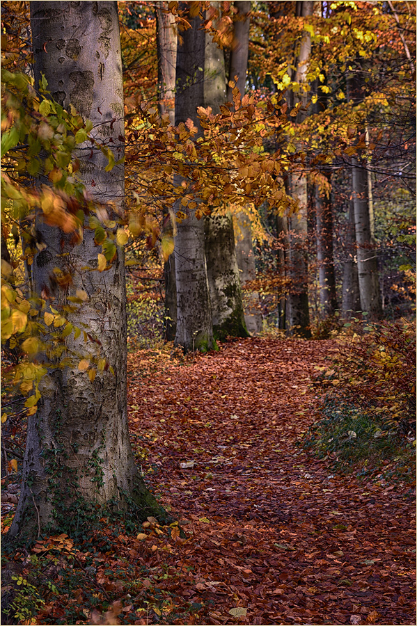 ~ Herbst im Buchenwald ~