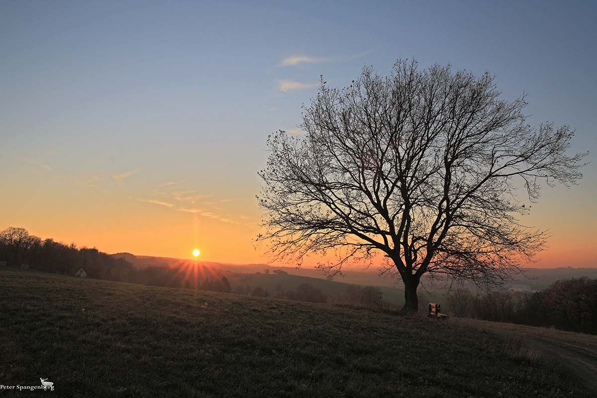 Der Baum und die Bank ...