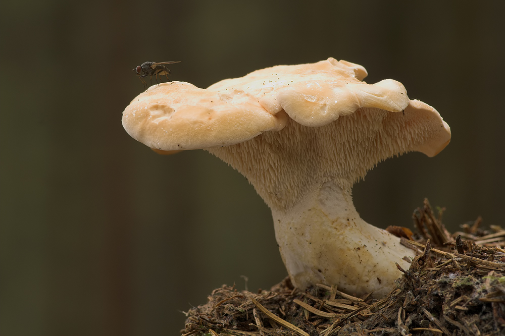 Unterbelichtetes Fliegenmakro