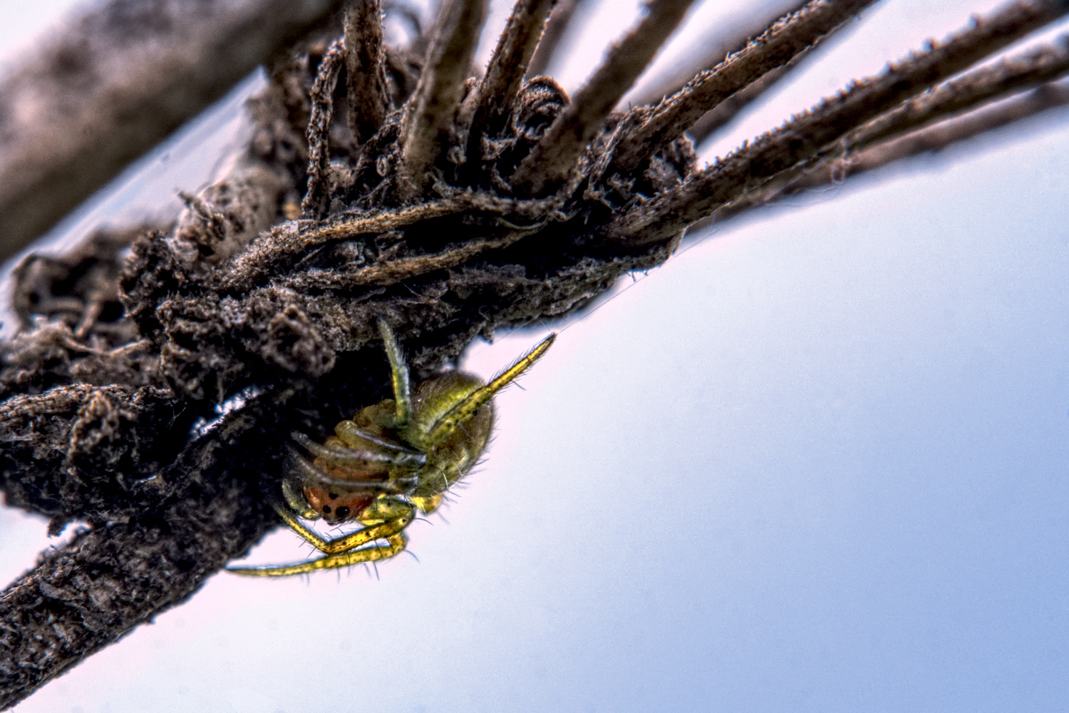 Minispinne