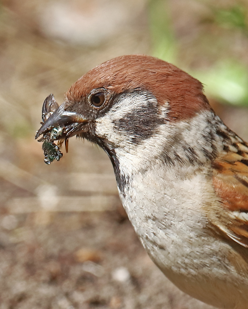 Maienspatz...