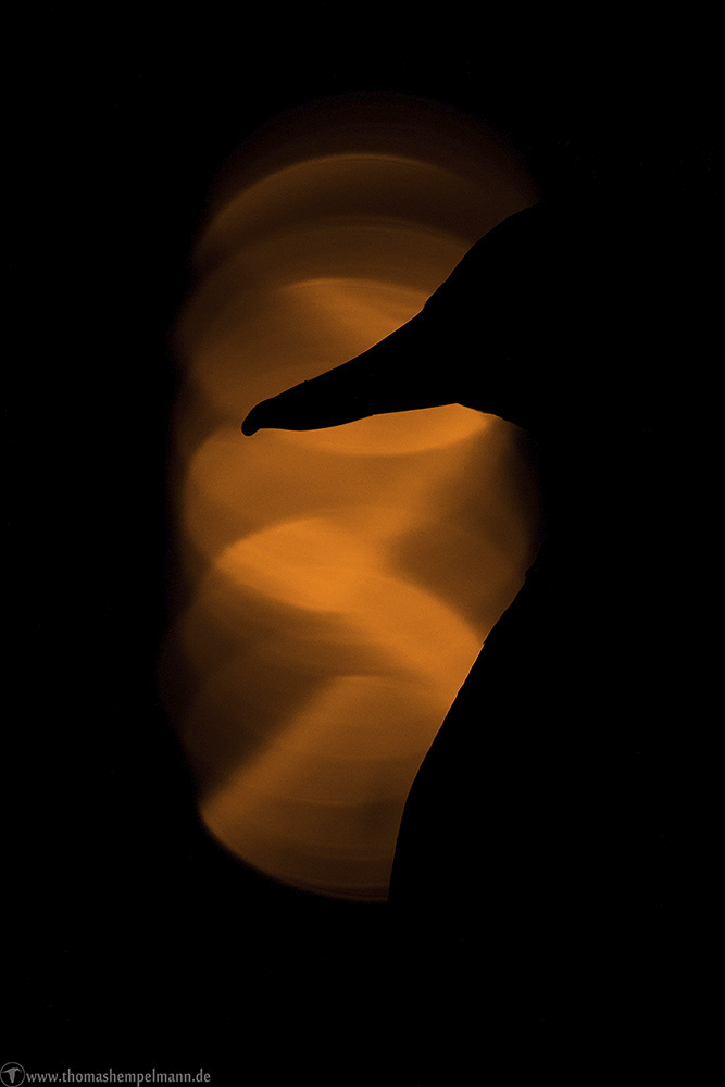 ~Fading Light #1~