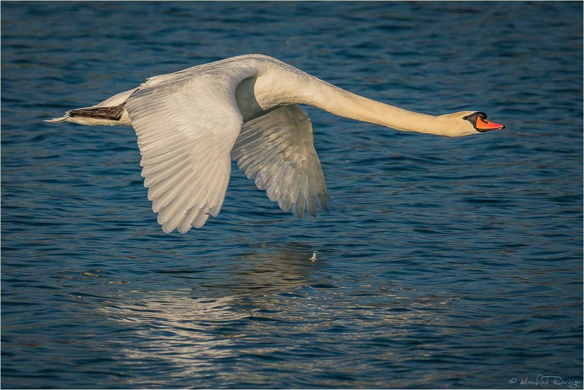 ++ Höckerschwan ++