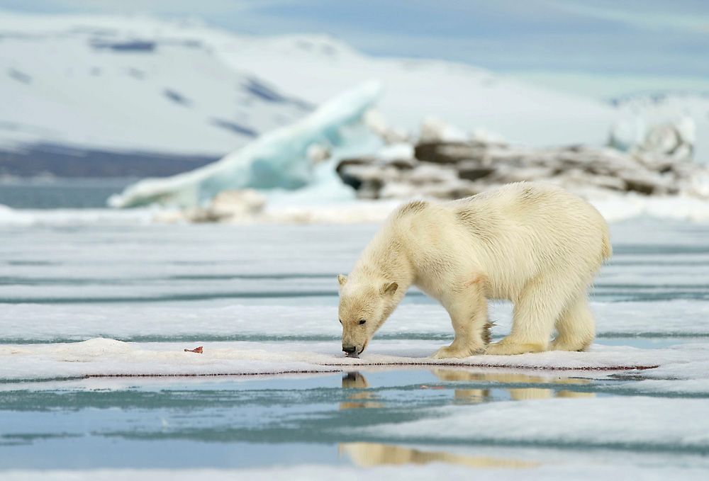 Eisbär Jungtier