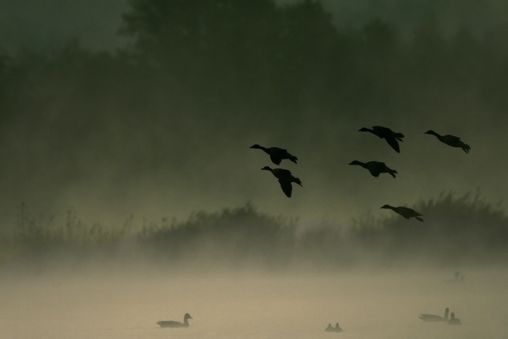 Landeanflug im Morgengrauen