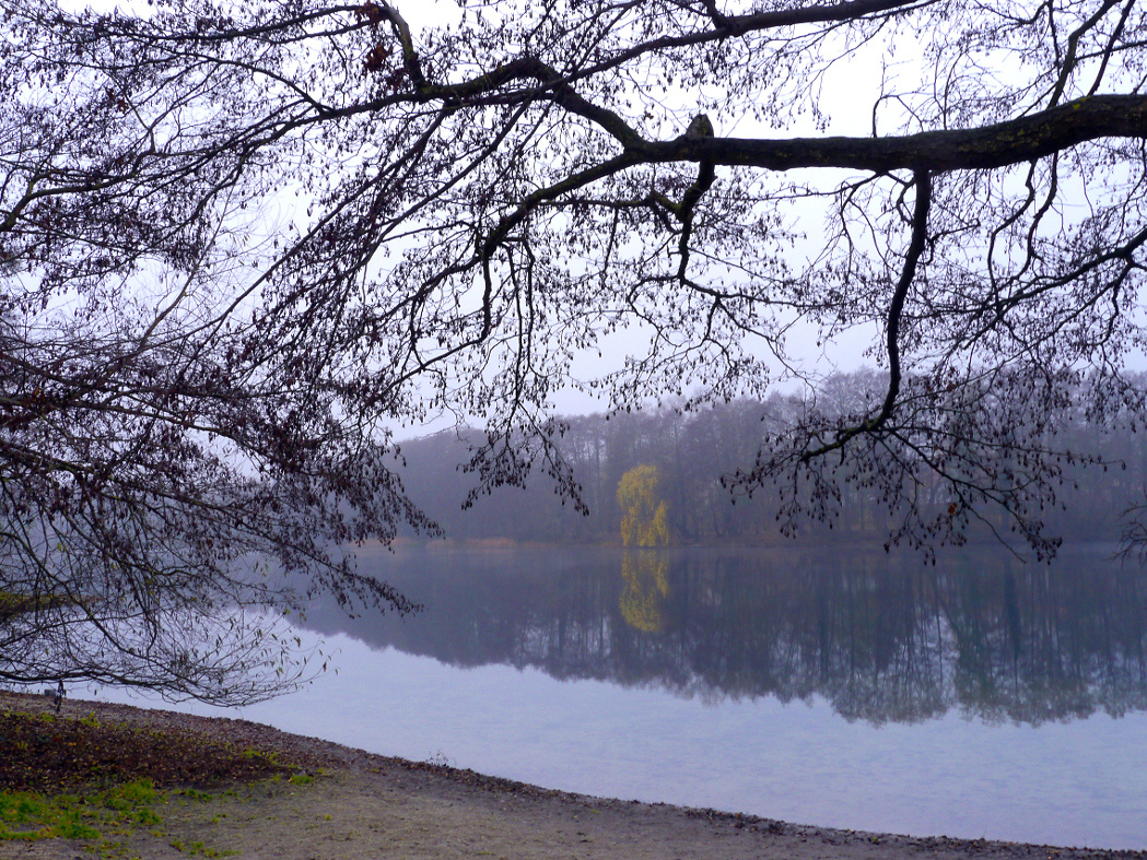 Die einsame Trauerweide