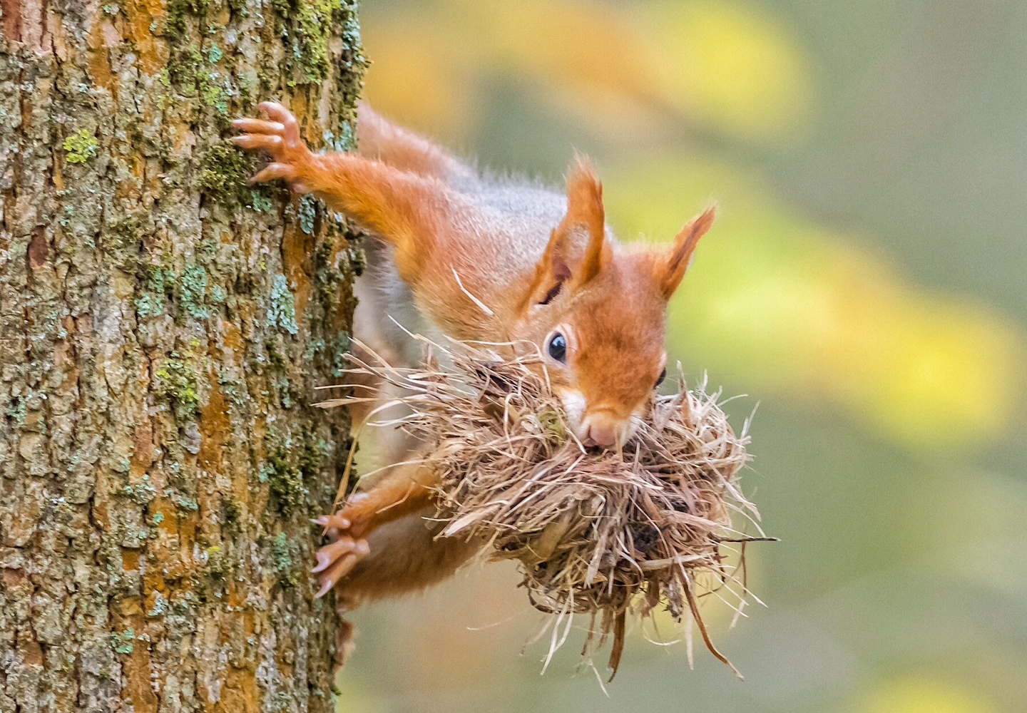 Nestbau im Herbst (Forum für Naturfotografen)