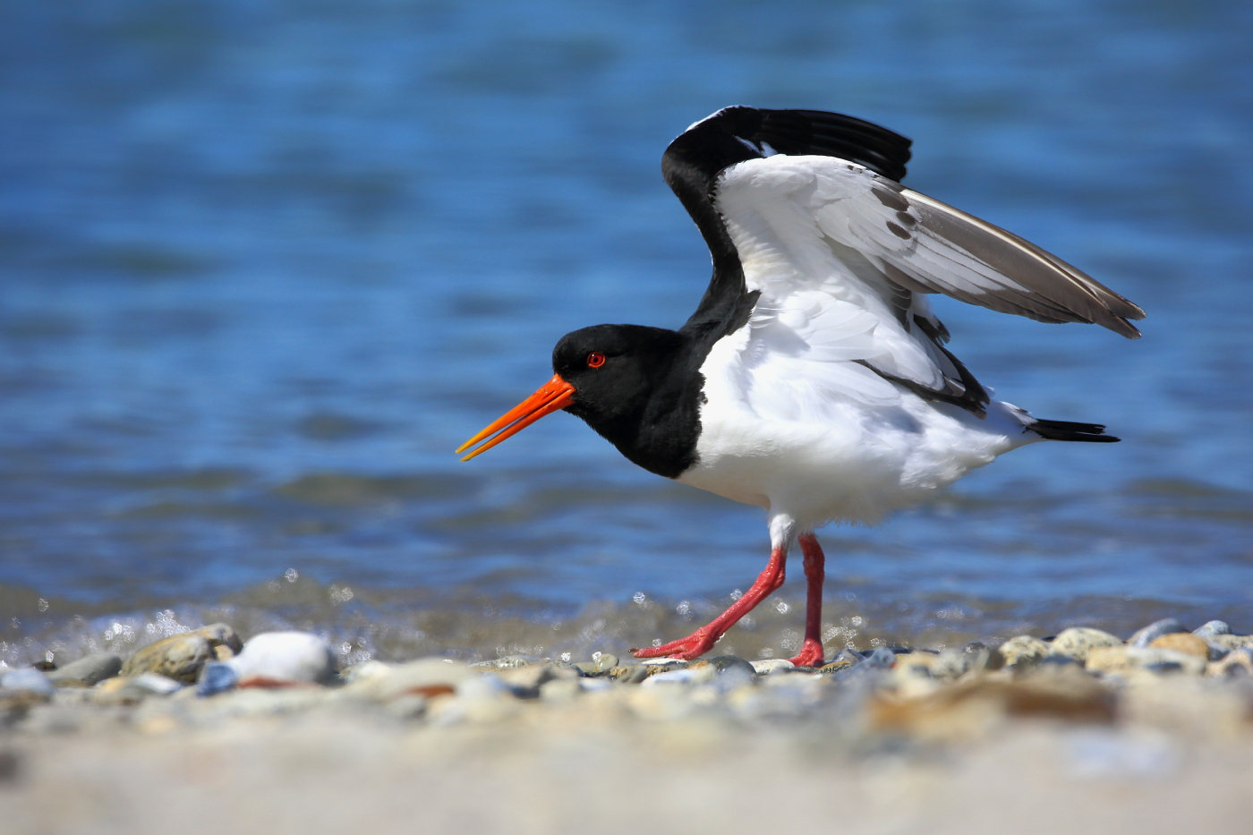 Austernfischer - Oystercatcher