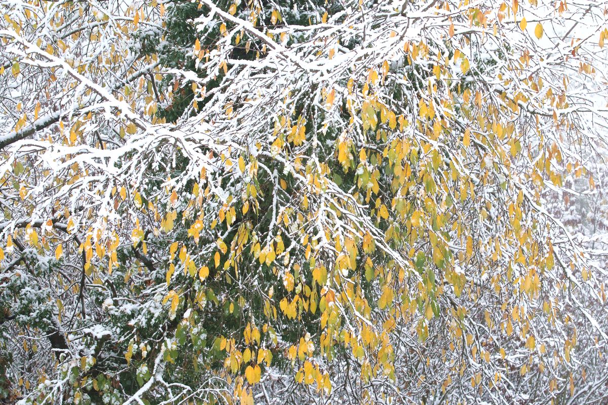 Herbst/Winter