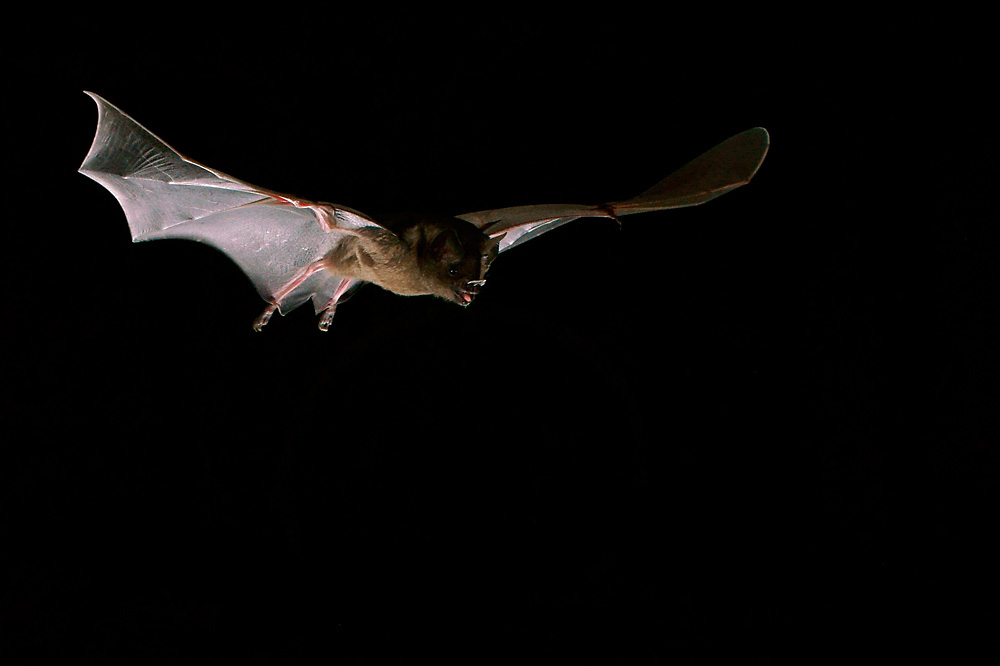 Brillenblattnasen Short-tailed Fruit Bat ( Carollia perspicillata )