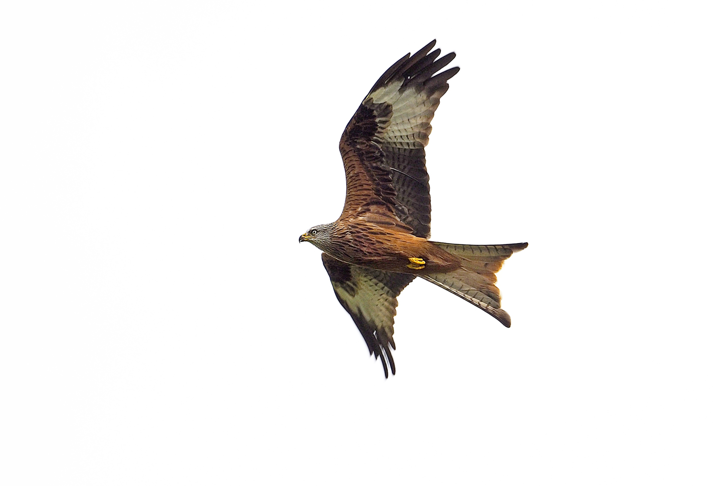 Red Kite