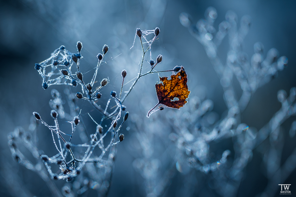 Frozen leaf....
