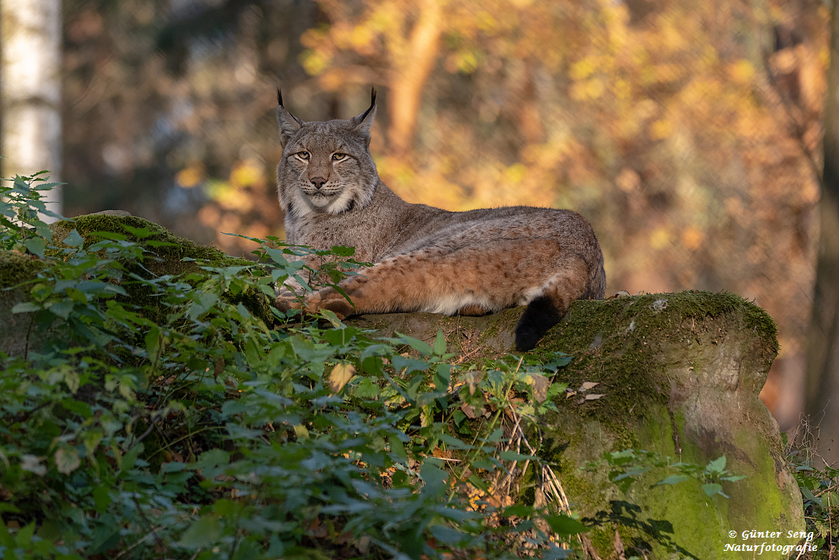 Luchs beim relaxen...