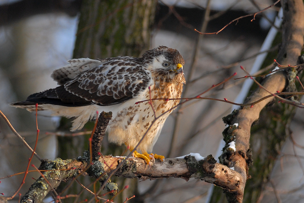 Buzzard