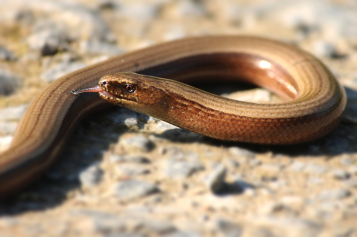 Blindschleiche (Anguis fragilis)