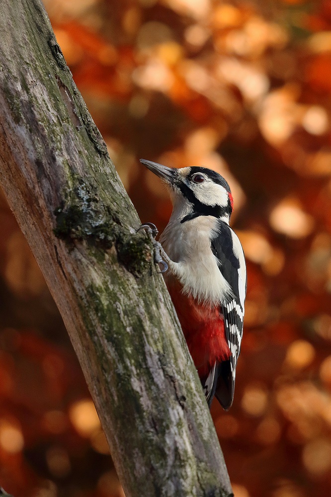 Herbstfarben