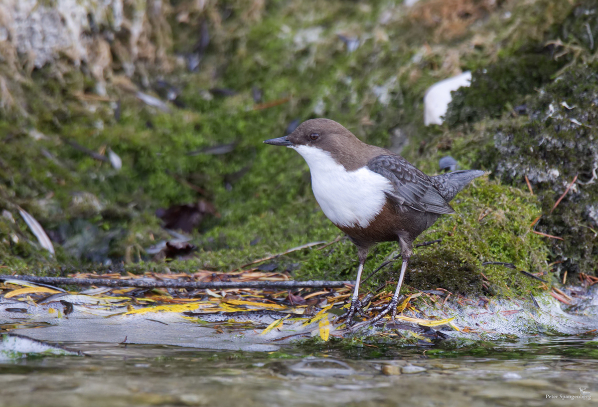 Wasseramsel