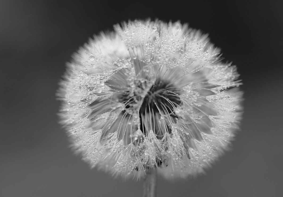 Pusteblume