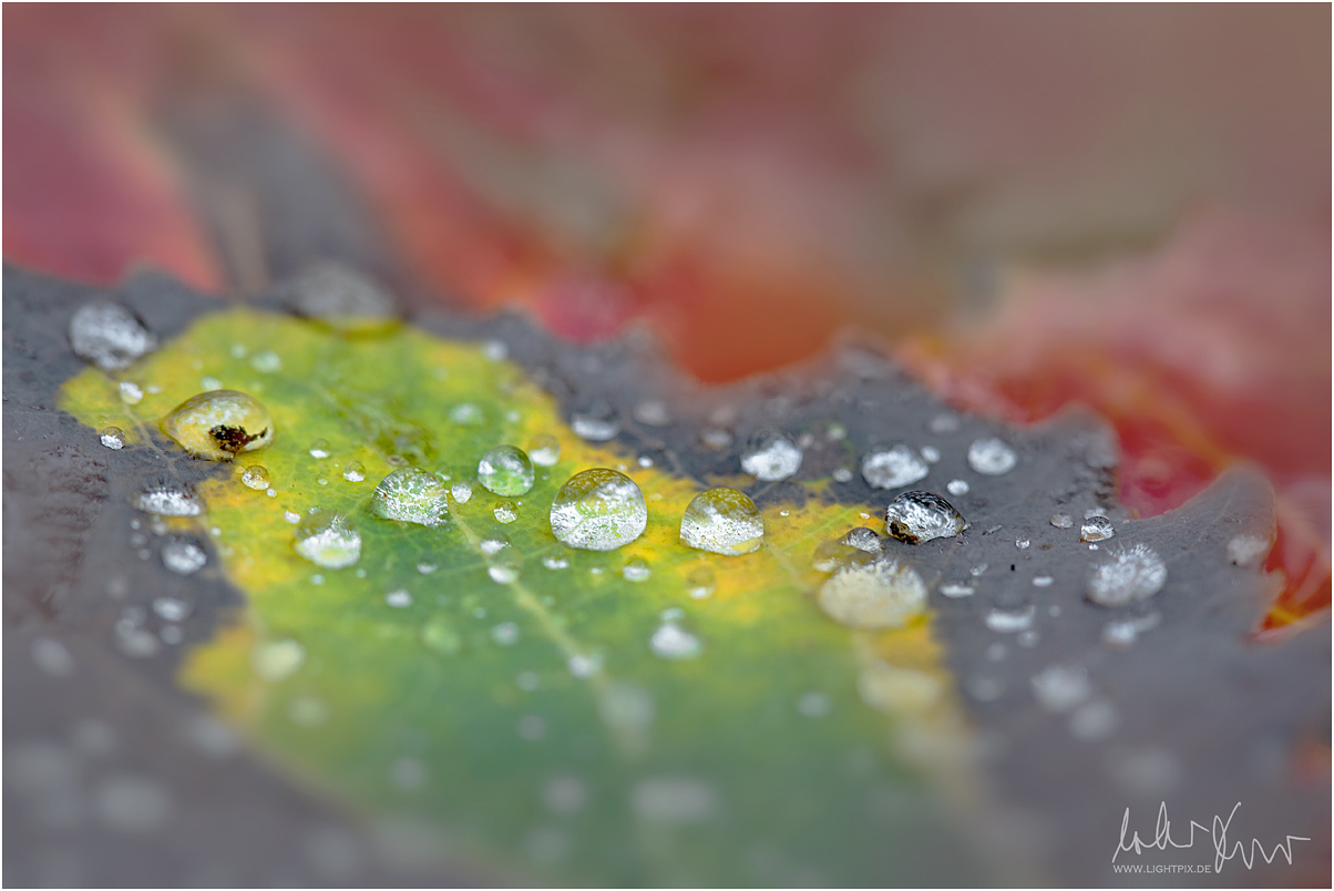 Autumn Flow