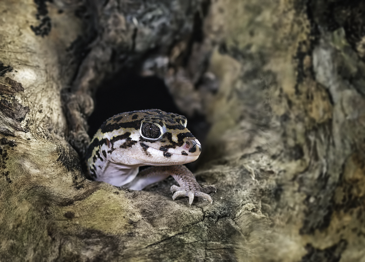 mittelamerikanischer Krallengecko