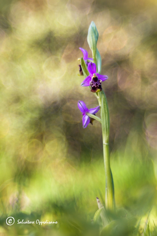 Ophrys holorosicea subsp. ?