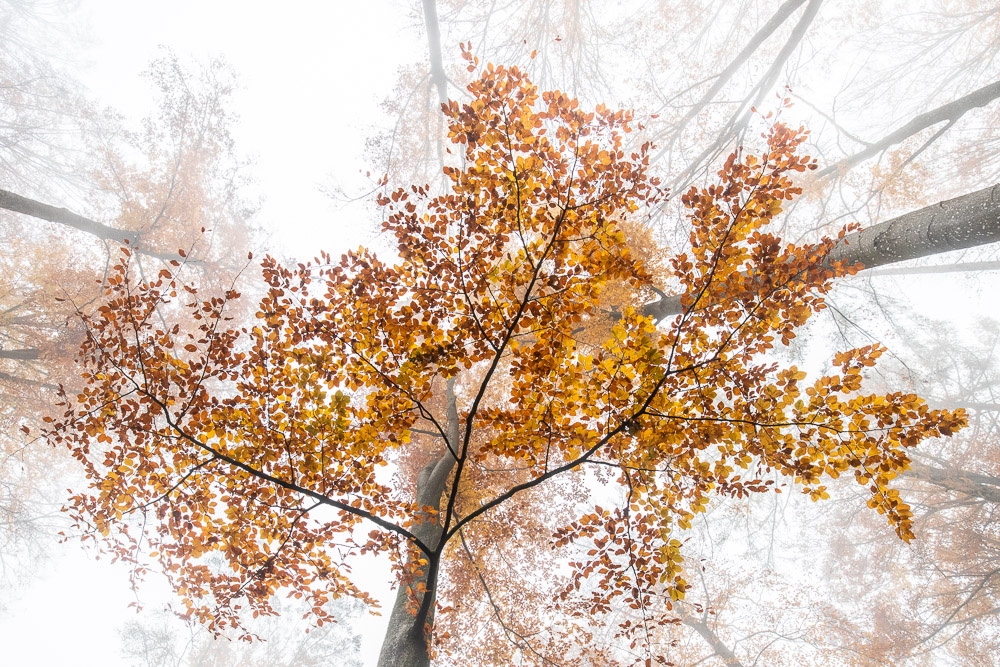 Herbststimmung