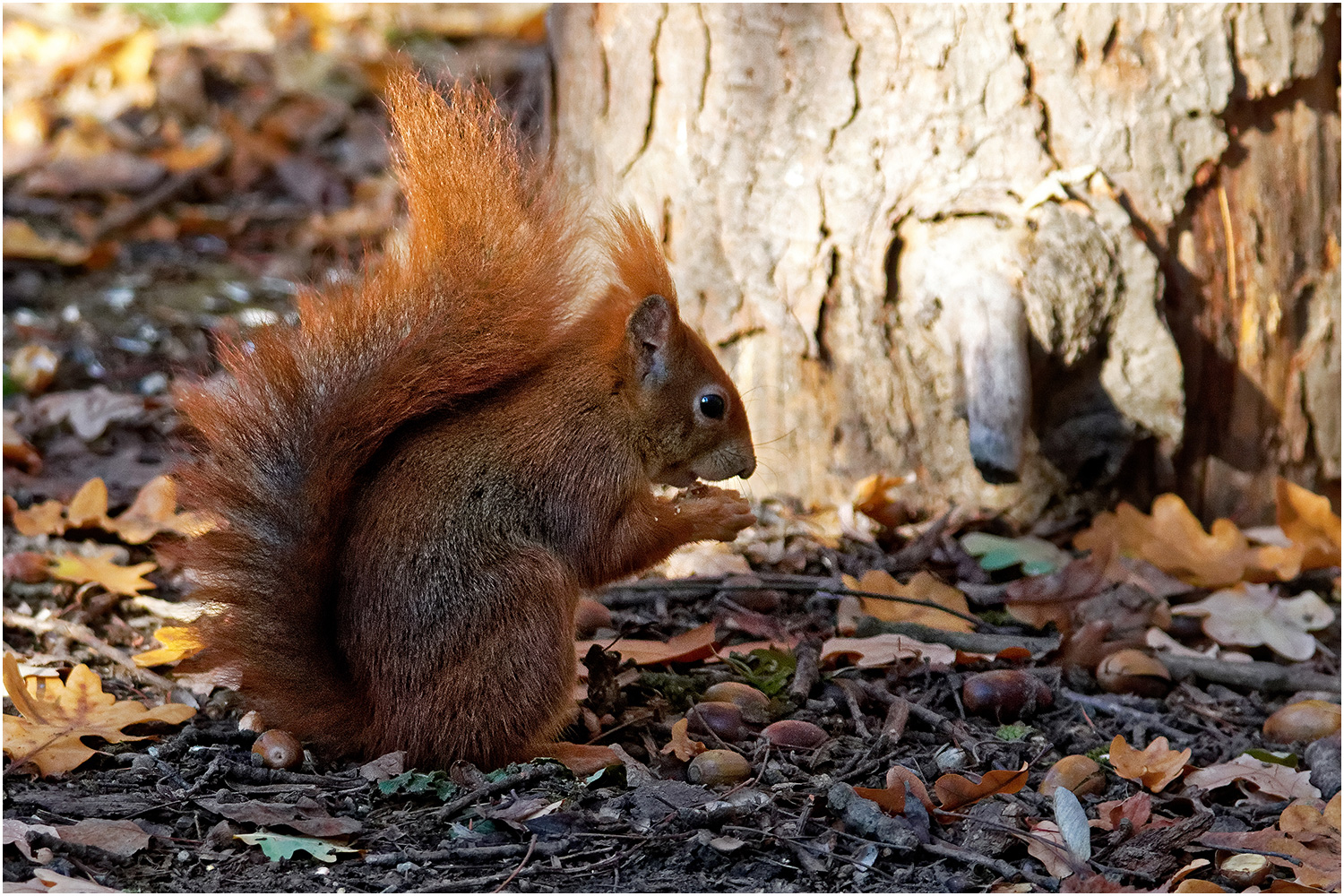 Der Sammler (Forum für Naturfotografen)