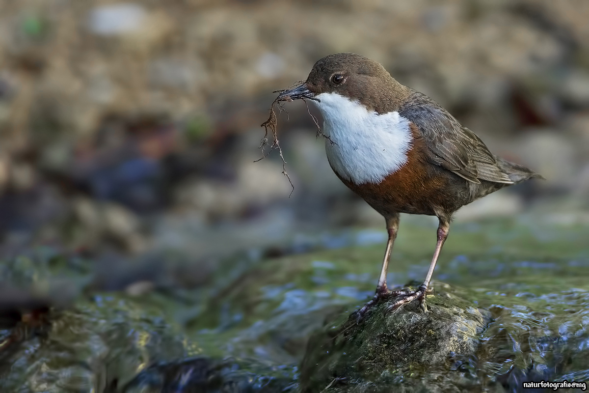 Wasseramsel mit Nistmaterial