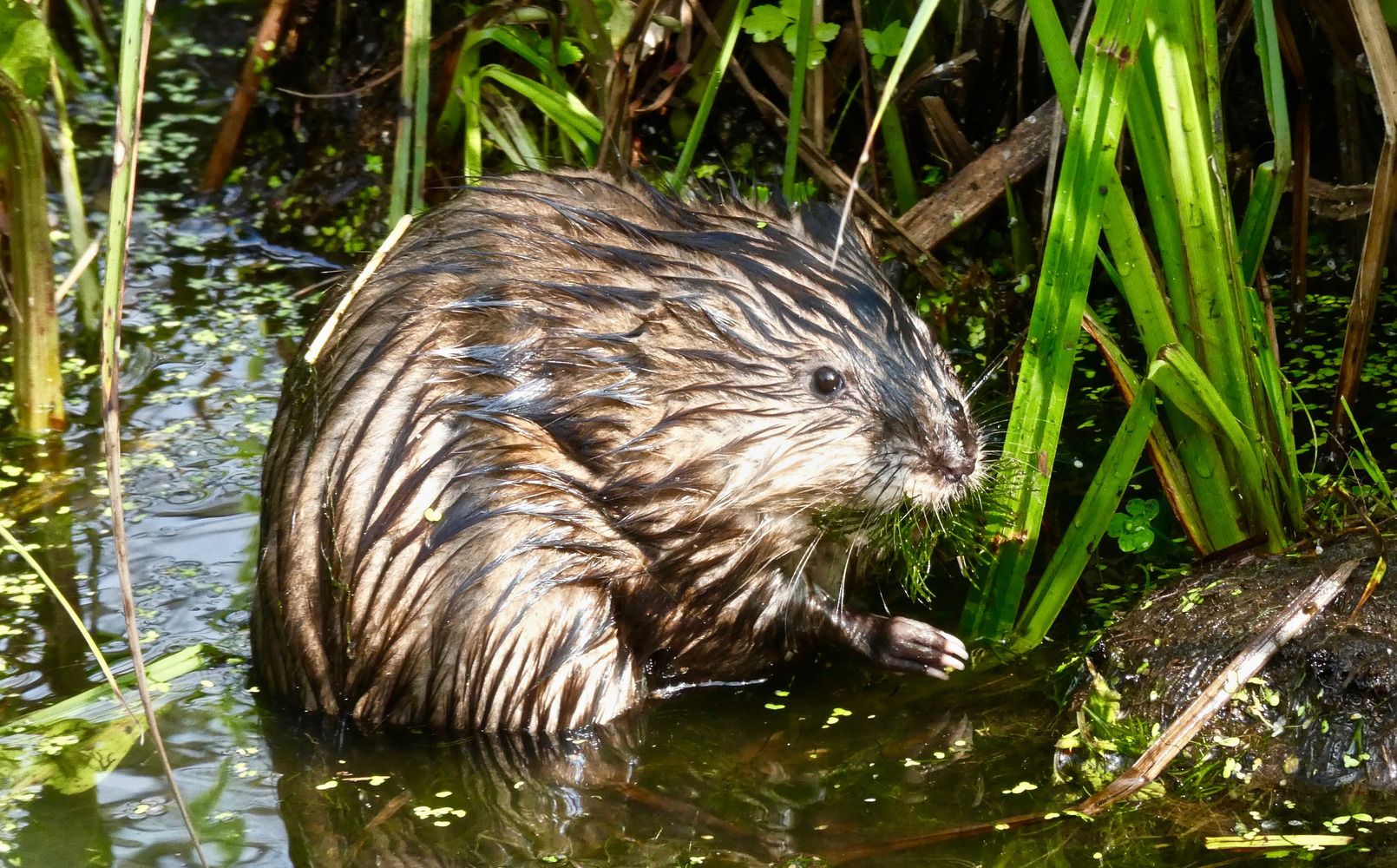 Bisamratte in Berlin