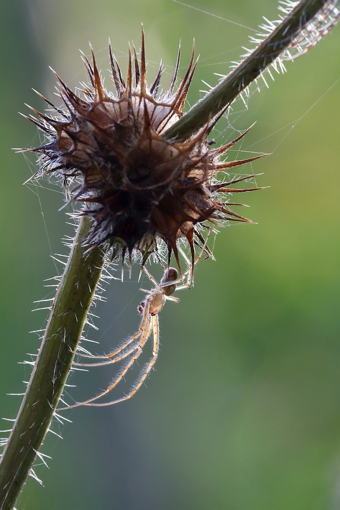 stachelig