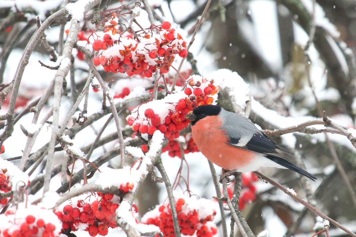 Gimpel an Vogelbeeren