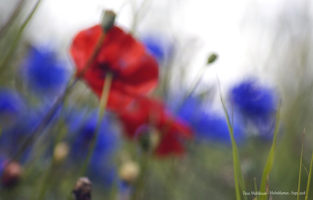 Sehnsucht Farben von Mohn-/Kornblumen