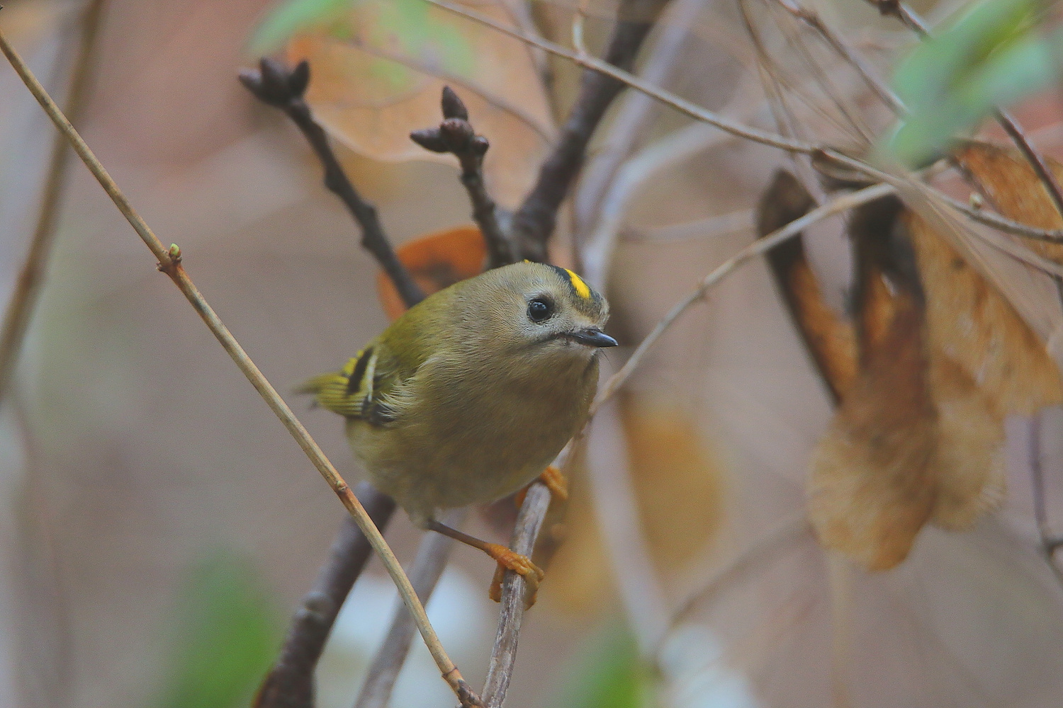 Wintergoldhähnchen (Regulus regulus)