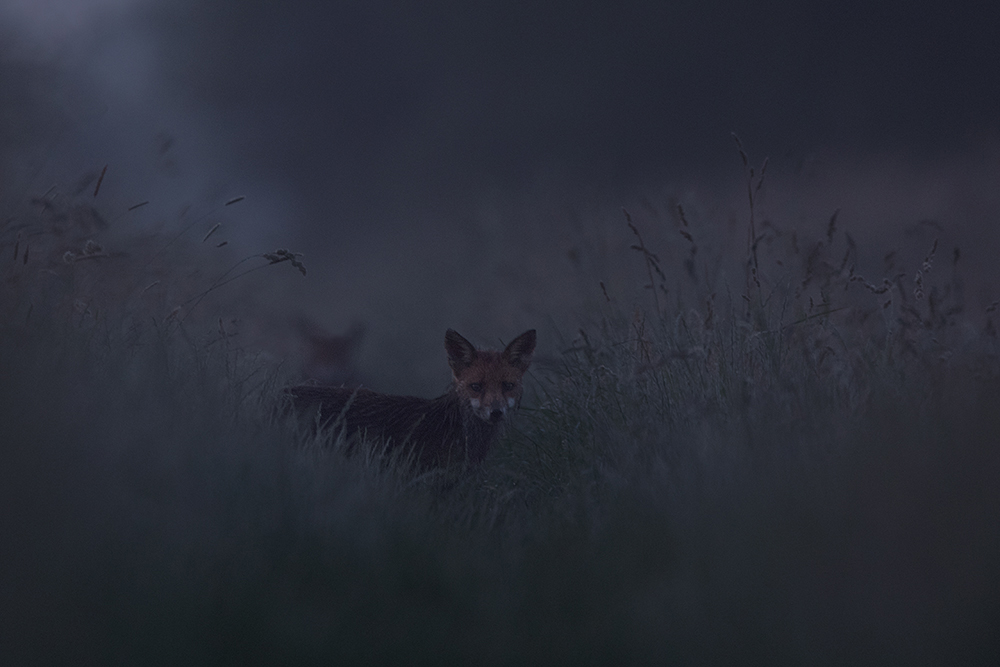 in der Morgendämmerung