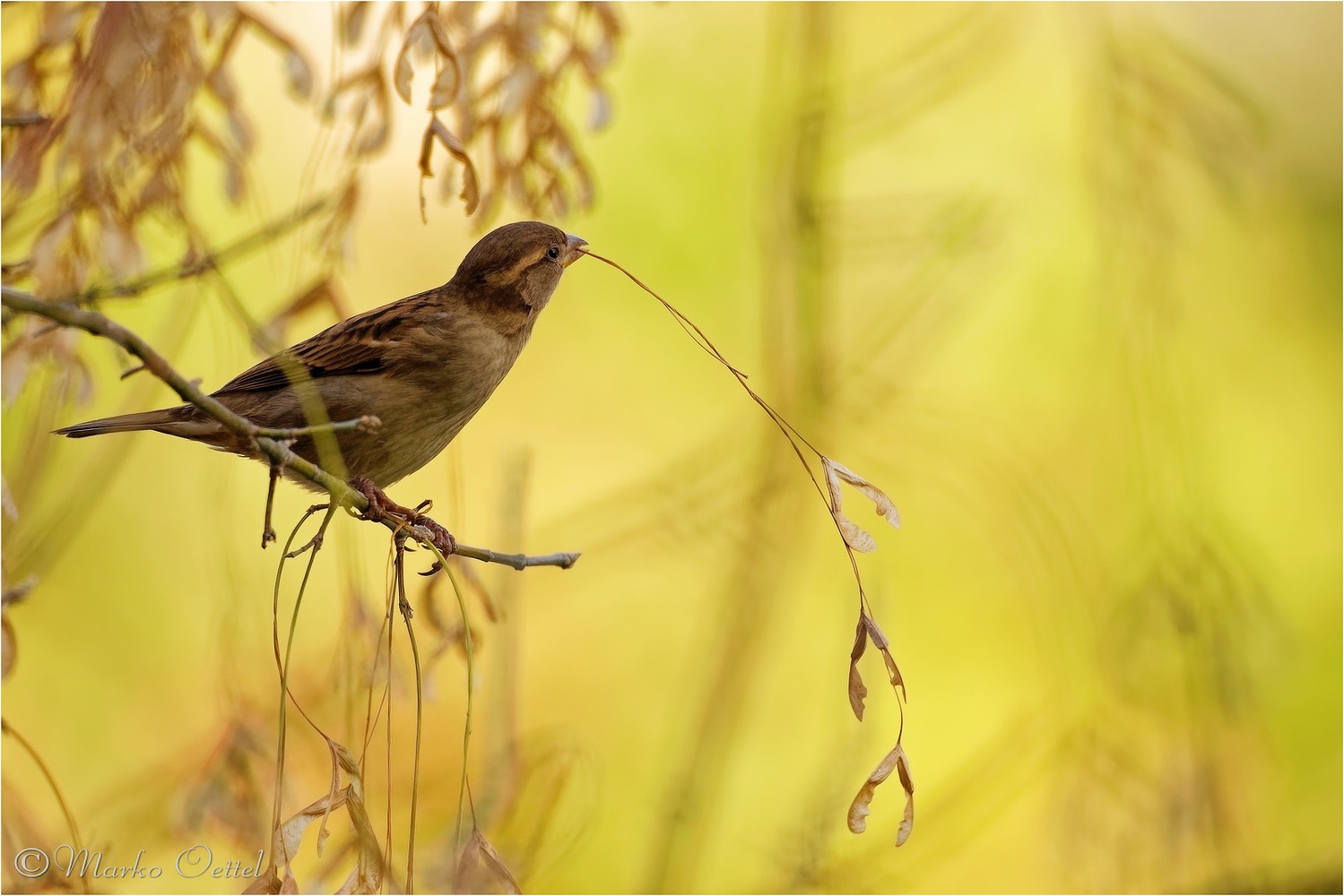 Haussperling (Passer domesticus)