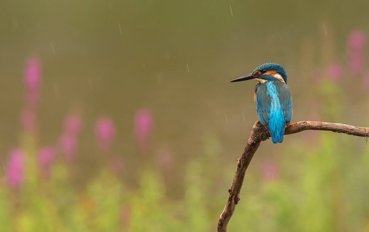 Eisvogel vor Blutweiderich