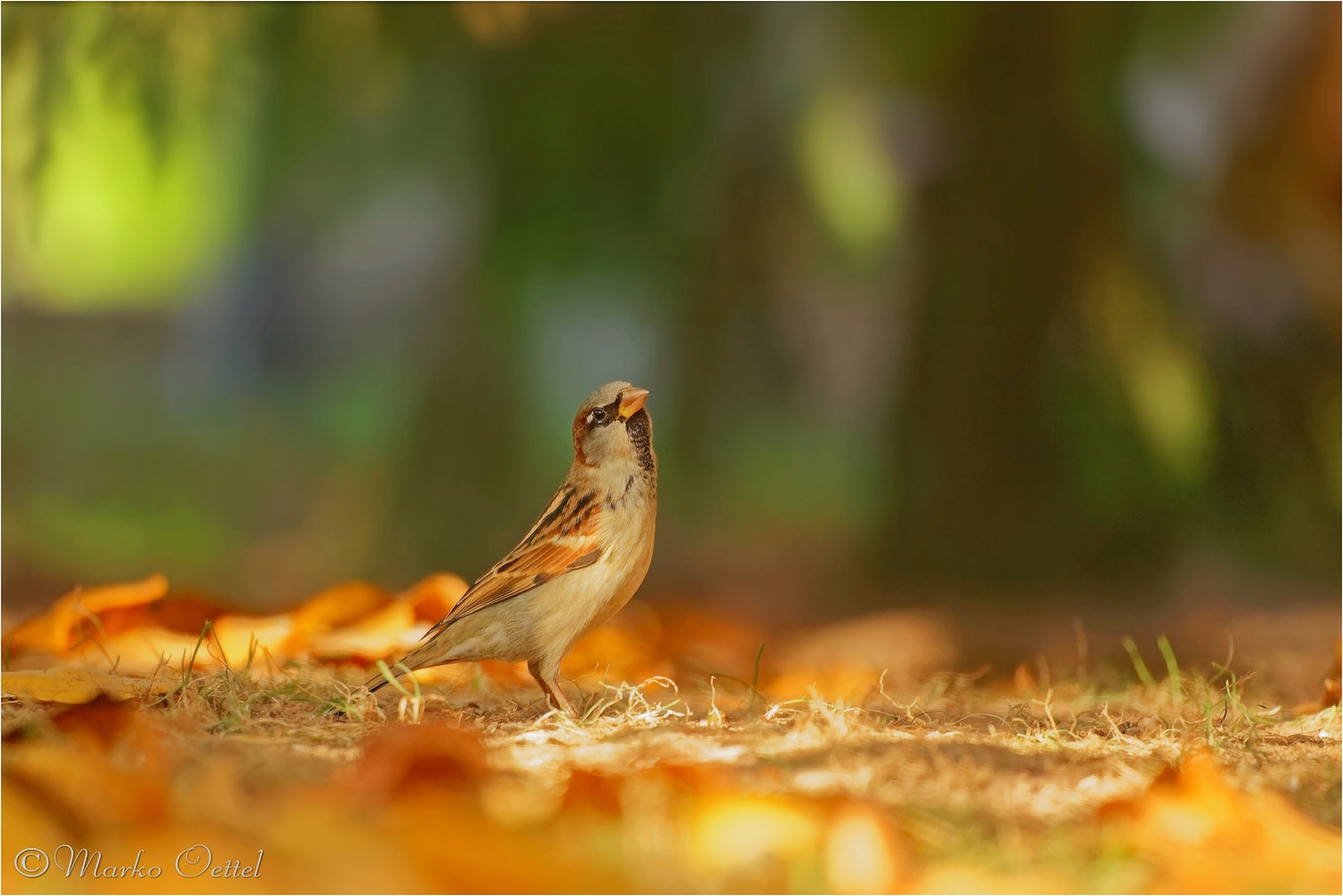 Haussperling (Passer domesticus)