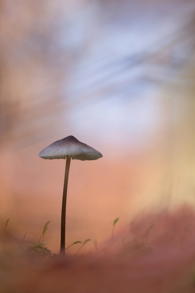 Draußen im Wald.....