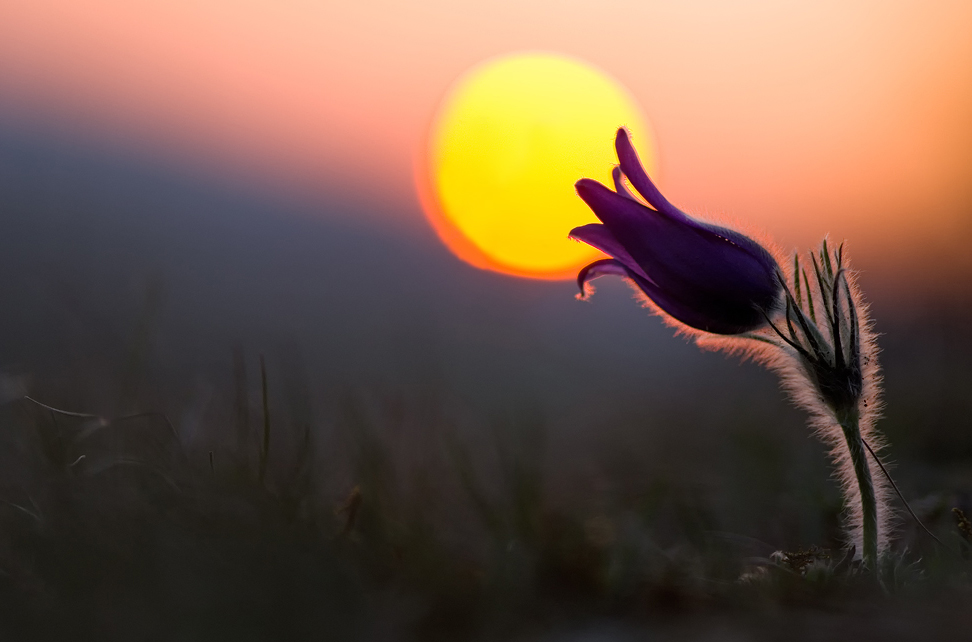 Von der Sonne geküsst