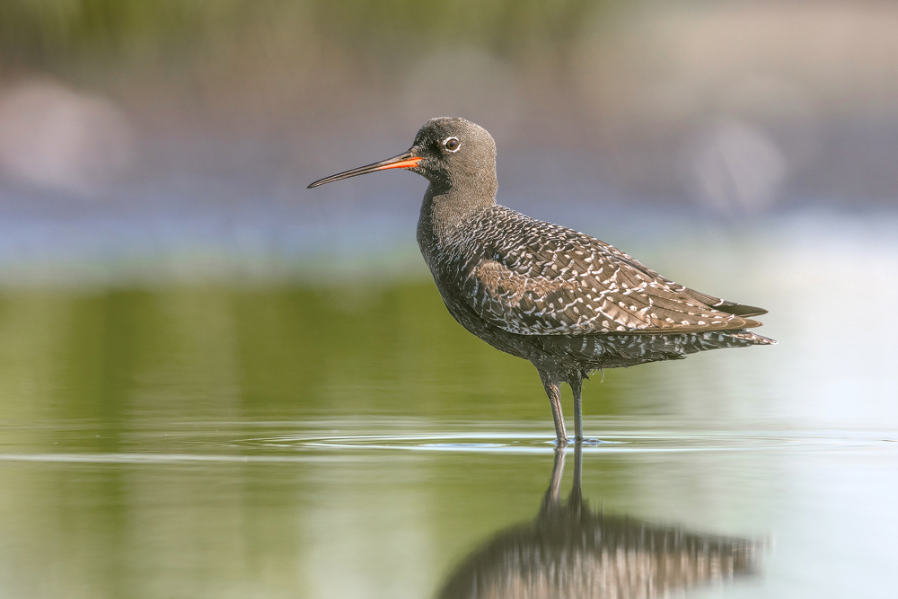 Dunkler Wasserläufer