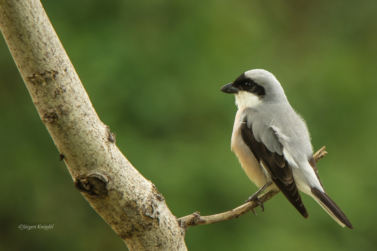 Schwarzstirnwürger (Forum für Naturfotografen)