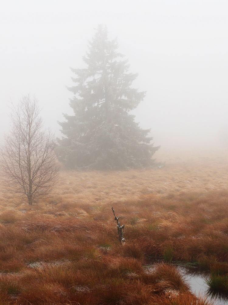 Der Moortannenbaum