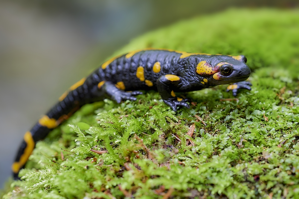 Feuersalamander