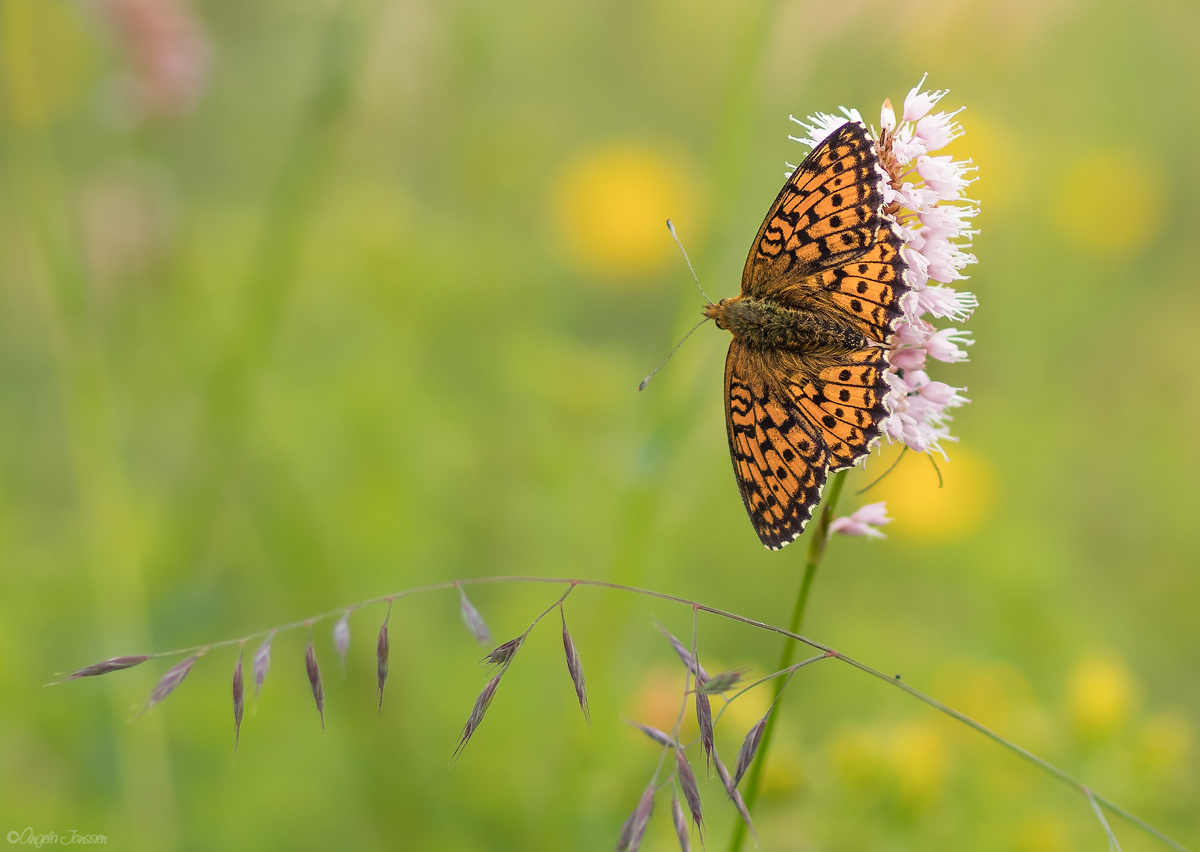 Erinnerung an den Sommer