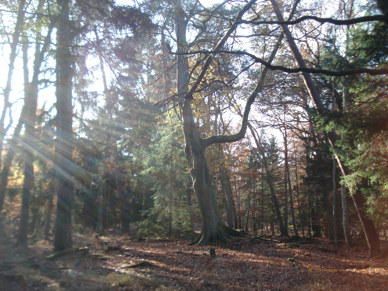 Herbstwald zur Mittagszeit
