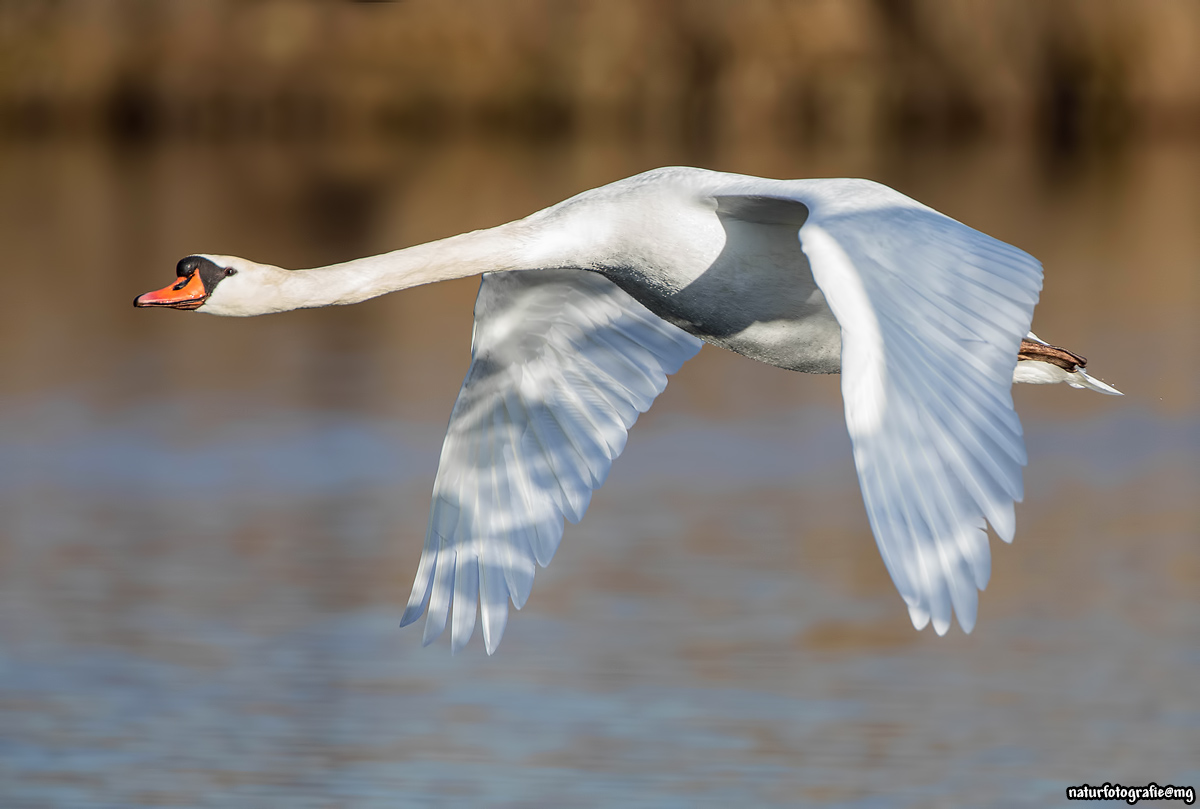 Schwanenflug