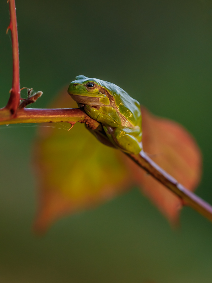 Herbst-Laubi ...